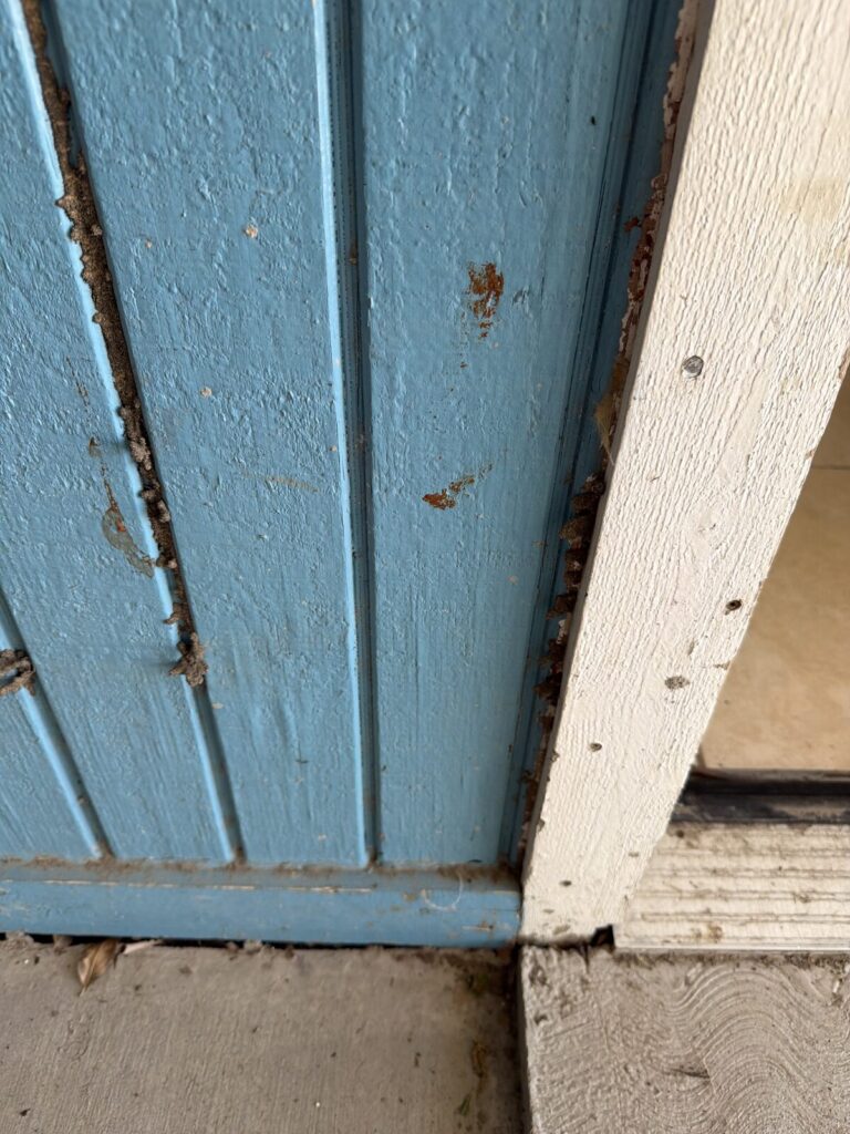 Termite & WDI Inspections in Texas: What Buyers Should Know - home inspection in Dallas-Fort Worth
